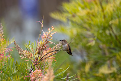 Close up view of an allen's hummingbird