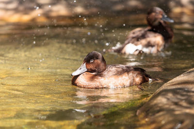 Close-up of duck swimming on lake