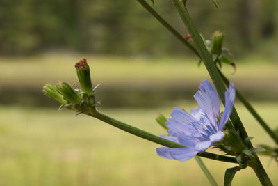 Close-up of flower blooming outdoors