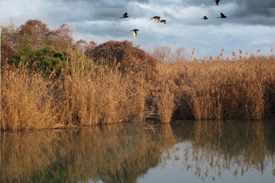 Flight of birds herons over swamp with reeds