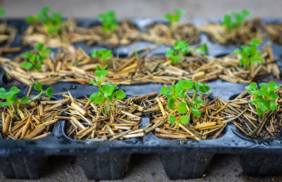 soil