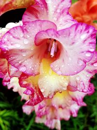 Close-up of raindrops on pink flower