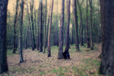 Trees in forest