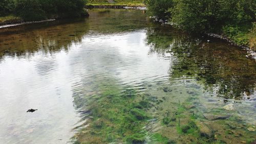 High angle view of ducks floating on lake