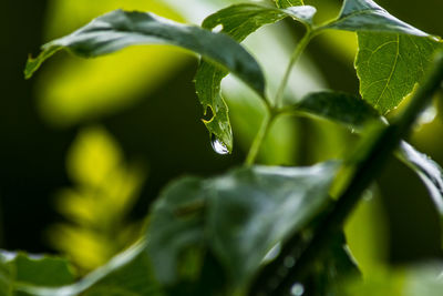 Close-up of water drop on leaf