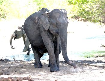 Elephant in a water