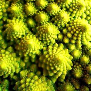 Close-up of romanesco cauliflower