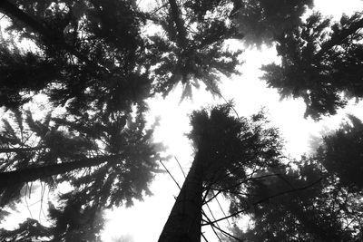 Low angle view of trees against sky