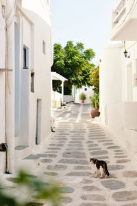 Mykonos street cat