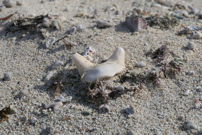 Close-up of fish on beach