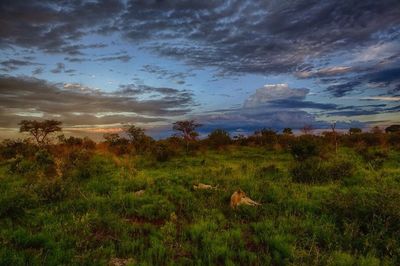 Scenic view of grassy field against cloudy sky