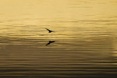 Bird flying over lake