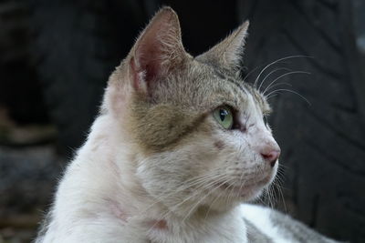 Close-up of cat looking away