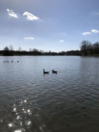 View of ducks swimming in lake