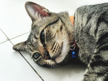 Close-up of cat sleeping