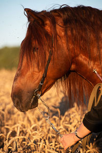 Close-up of a horse on field