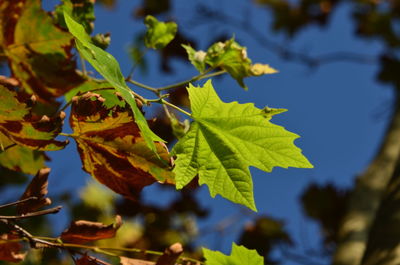 Close-up of leaves on plant against sky