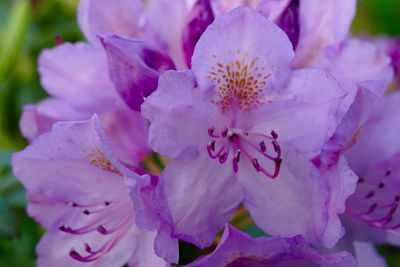 Close-up of flowers