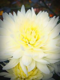 Close-up of white flowers