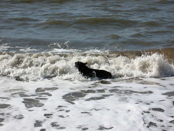 View of dog in sea