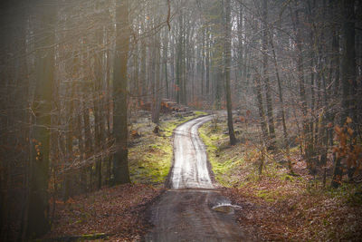 Dirt road amidst trees in forest