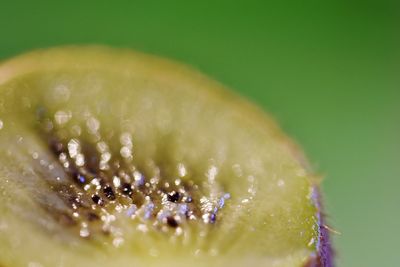 Close-up of food