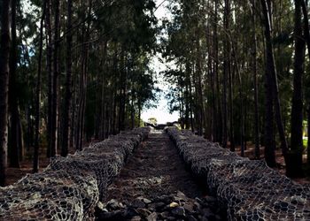 Pathway with flood protection in forest