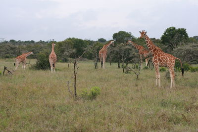 Giraffes standing on grassy field against sky