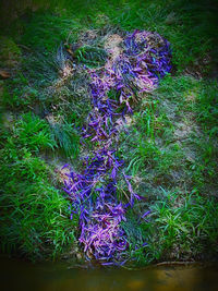 High angle view of purple flowering plants on field