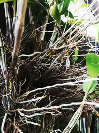 Close-up of plant in nest