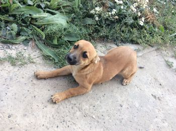 Portrait of puppy sitting