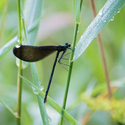 Close-up of insect on a plant