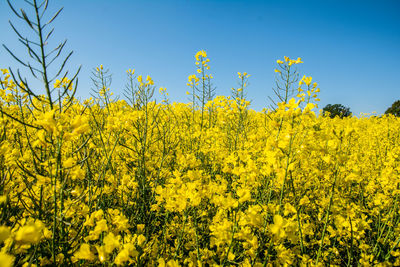 Scenic view of oilseed rape field against sky