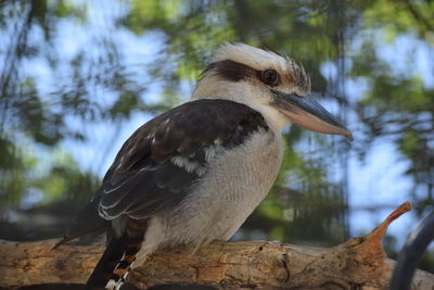 Close-up of bird perching on tree