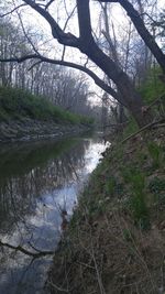 Reflection of trees in river