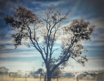 Low angle view of bare tree against sky