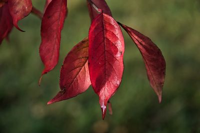 Close-up of red maple leaves against blurred background