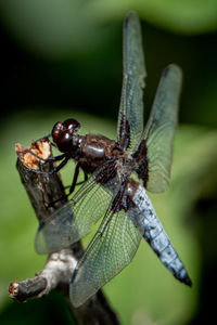 Close-up of dragonfly on plant