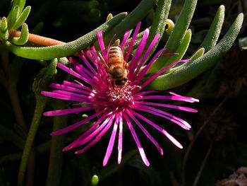 Close-up of honey bee on pink flower