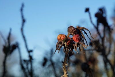 Close-up of wilted plant during winter