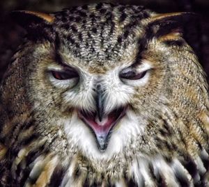 Close-up portrait of owl