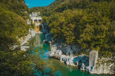 Scenic view of river amidst trees