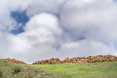 Piles of trunks from trees felled by storm vaia. monte avena, belluno, italy