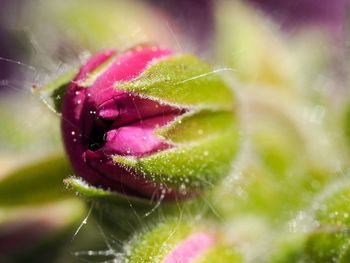 Close-up of wet purple flower