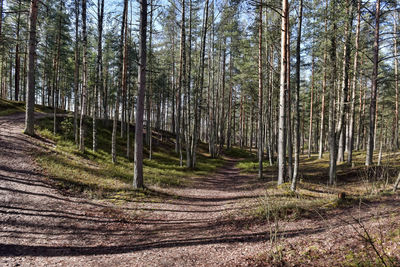 Pine trees in forest