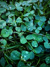 Full frame of water drops on leaf