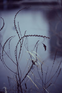 Close-up of plants in water