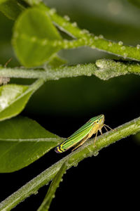 Close-up of insect on leaf