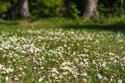 Close-up of flowering plants on land