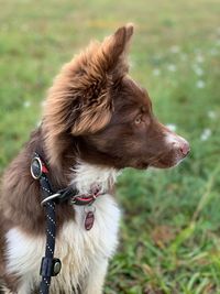 Close-up of a dog looking away